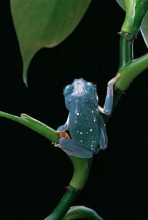 Pachymedusa dacnicolor