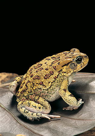 Amietophrynus garmani