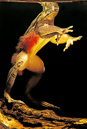 Trichobatrachus robustus (grenouille velue)