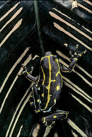 Hyperolius viridiflavus