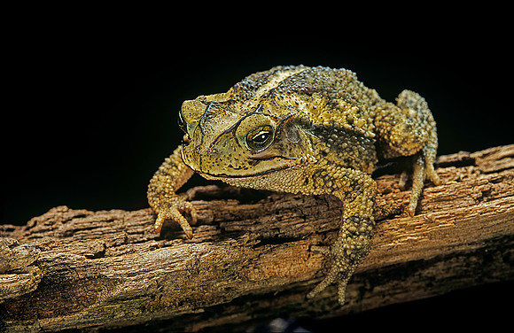 Incilius valliceps
