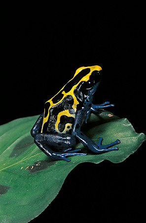 Dendrobates tinctorius