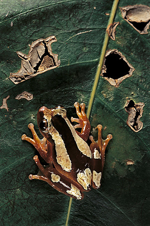 Afrixalus dorsalis
