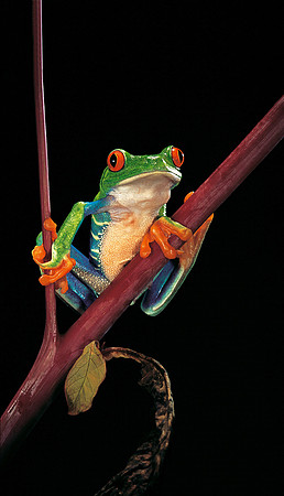 Agalychnis callidryas (grenouille singe)