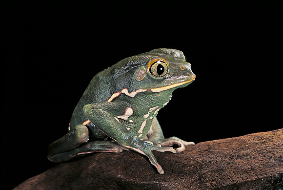 Phyllomedusa sauvagii