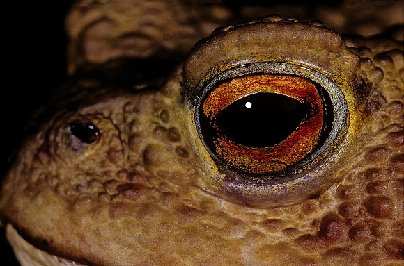 Bufo bufo (crapaud commun) - œil