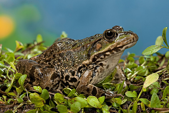 Grenouille verte