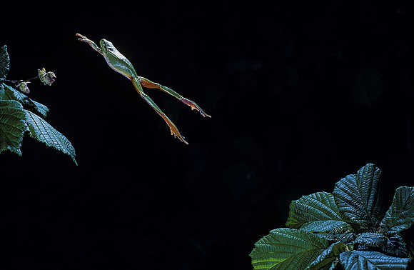 Hyla meridionalis (rainette) - sautant