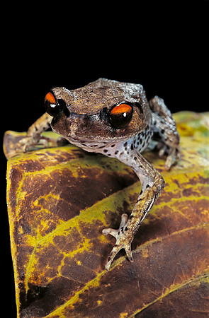 Leptobrachium hasseltii
