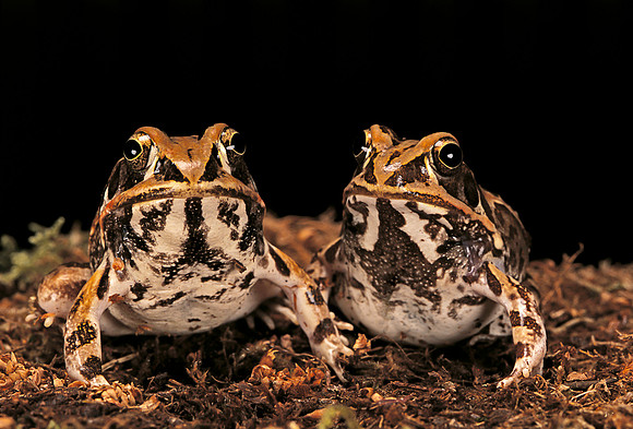 Hildebrandtia ornata