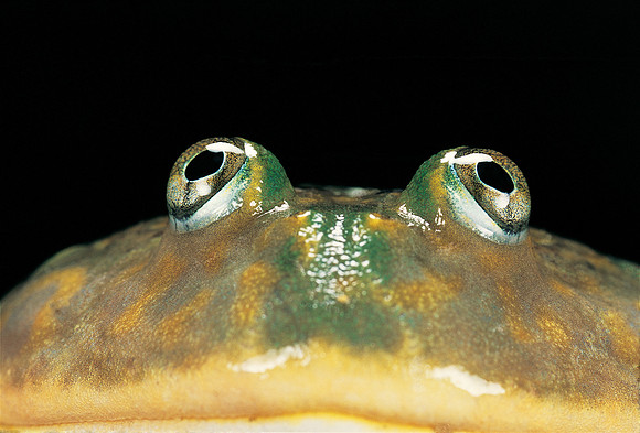 Lepidobatrachus laevis