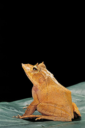 Ceratobatrachus guentheri