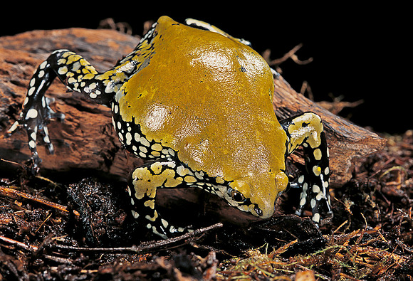 Dermatonotus muelleri
