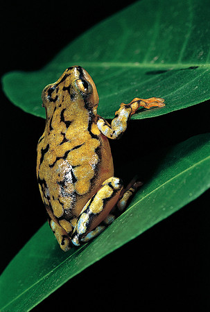 Hyperolius puncticulatus