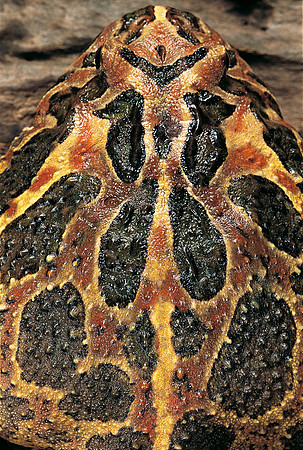 Ceratophrys ornata
