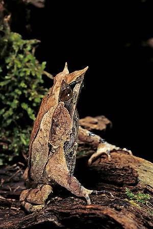Megophrys nasuta (grenouille feuille)