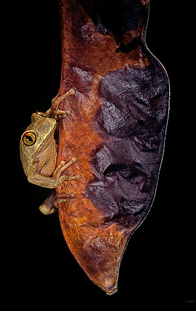 Leptopelis sp.