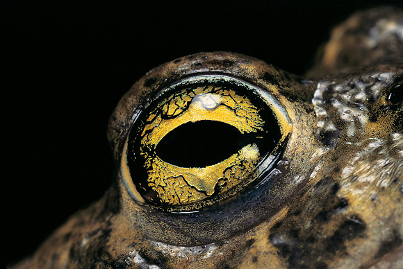Bufo calamita (crapaud des joncs)