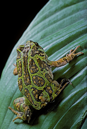 Scaphiophryne madagascariensis