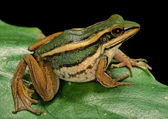 Hylarana erythraea