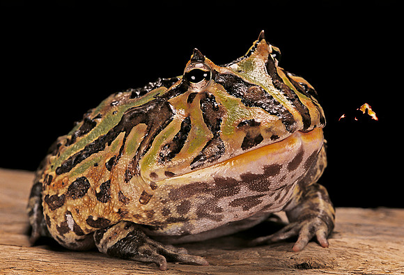Ceratophrys cranwelli x cornuta