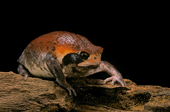Breviceps mossambicus