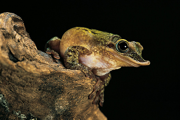 Triprion spatulatus (grenouille canard)