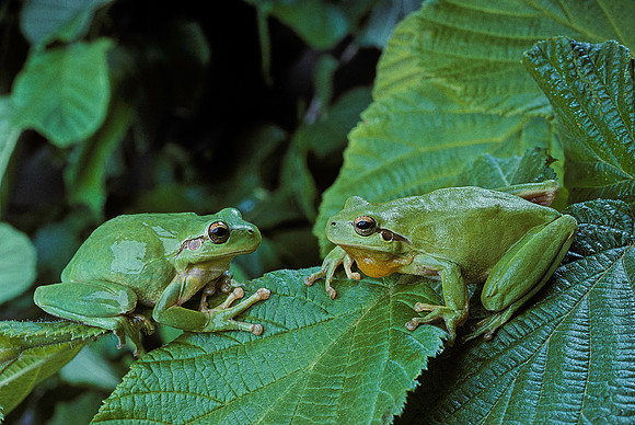 Hyla meridionalis (rainette) - couple