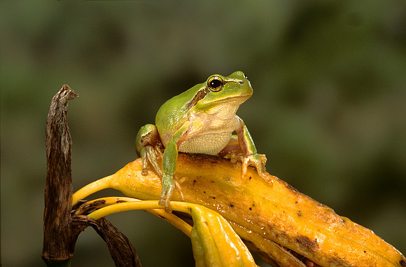 Hyla meridionalis (rainette)
