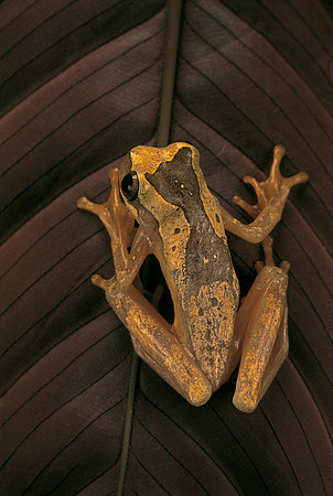 Dendropsophus ebraccatus