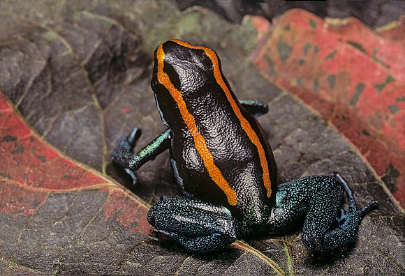 Phyllobates vittatus