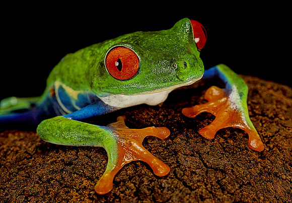 Agalychnis callidryas (grenouille singe)