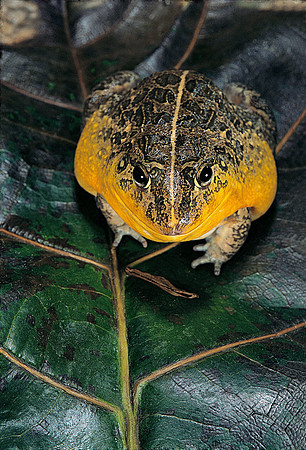 Pyxicephalus edulis