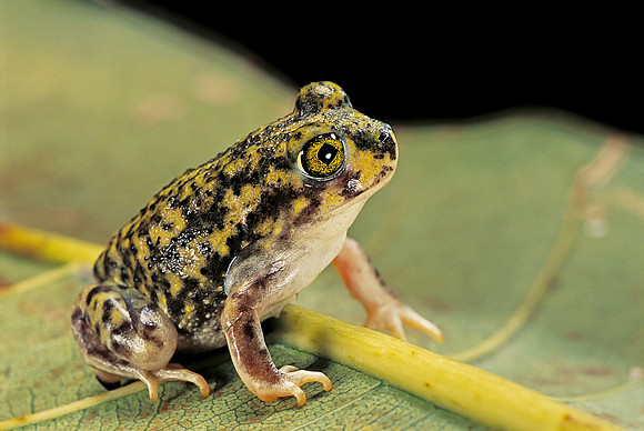 Scaphiopus couchii