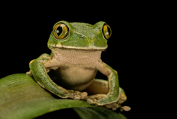 Leptopelis sp.