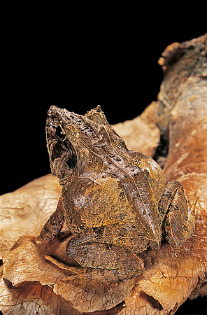 Ceratobatrachus guentheri