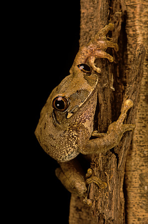 Leptopelis sp.