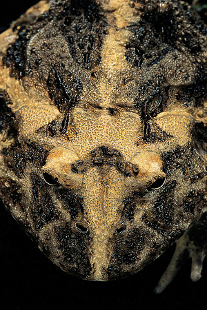 Ceratophrys cranwelli