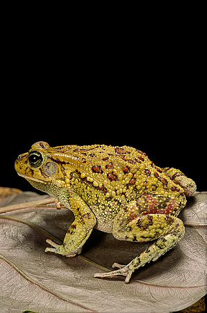 Amietophrynus garmani