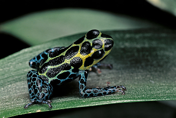 Ranitomeya imitator