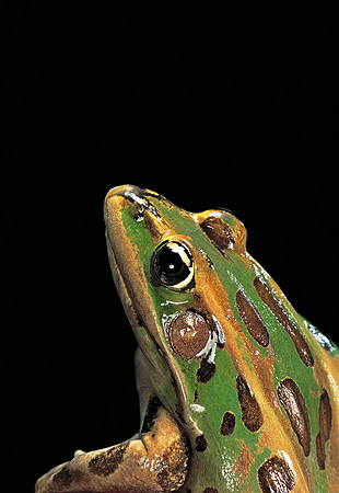 Lithobates pipiens (Grenouille léopard)