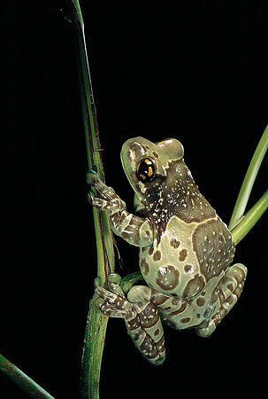 Phrynohyas resinifictrix