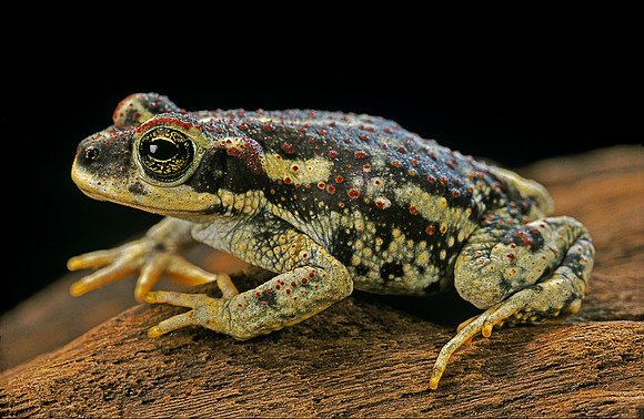 Rhinella spinulosa