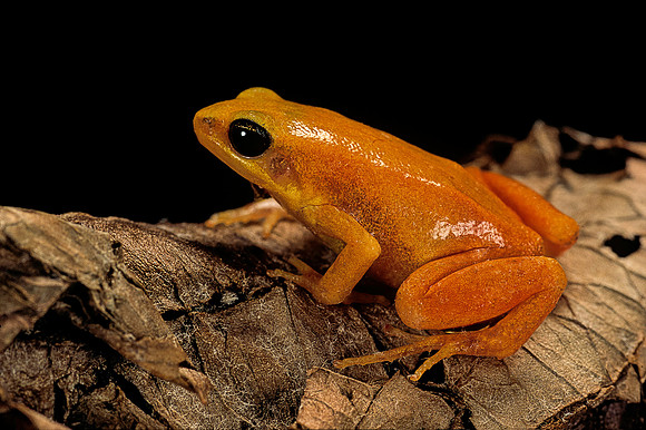 Mantella aurantiaca