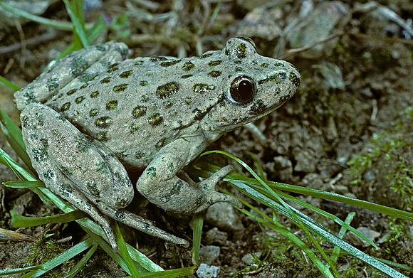 Pelodytes punctatus (pelodyte ponctué)