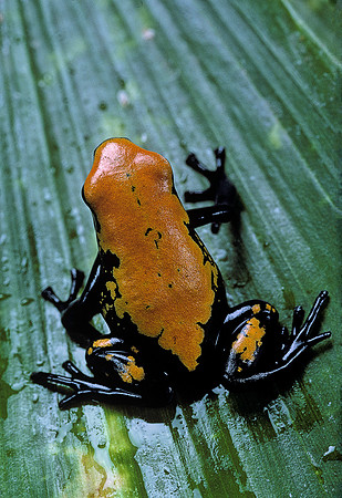Adelphobates galactonotus