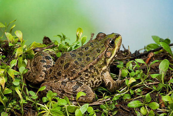 Grenouille verte