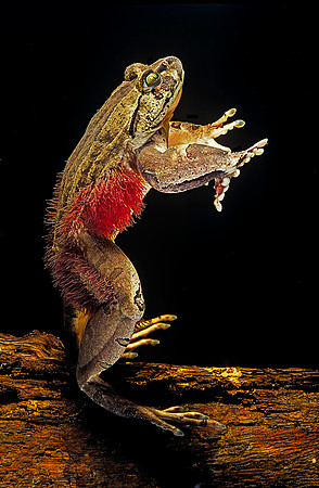 Trichobatrachus robustus (grenouille velue)
