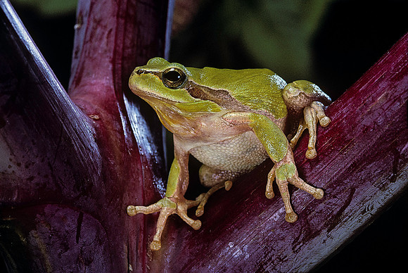 Hyla meridionalis (rainette)