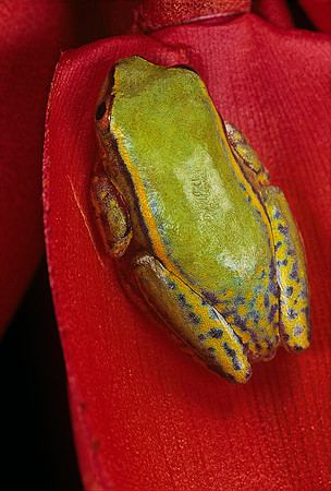 Heterixalus betsileo